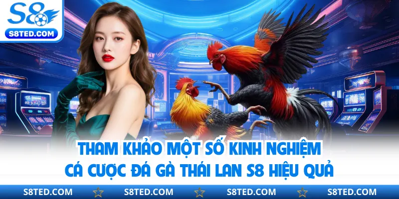 Tham khảo một số kinh nghiệm cá cược đá gà Thái Lan S8 hiệu quả